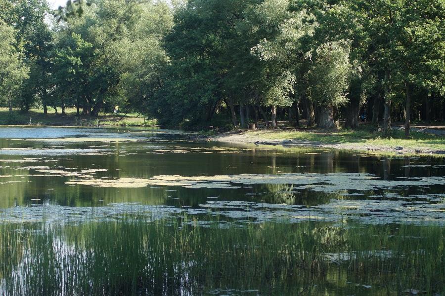 Мэра Калининграда встревожило состояние озера Лесного в Макс-Ашманн-парке  