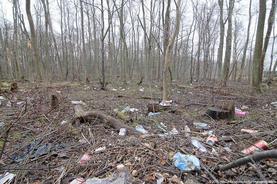"Чистый лес: 115 на 40": фоторепортаж "Нового Калининграда.Ru" 