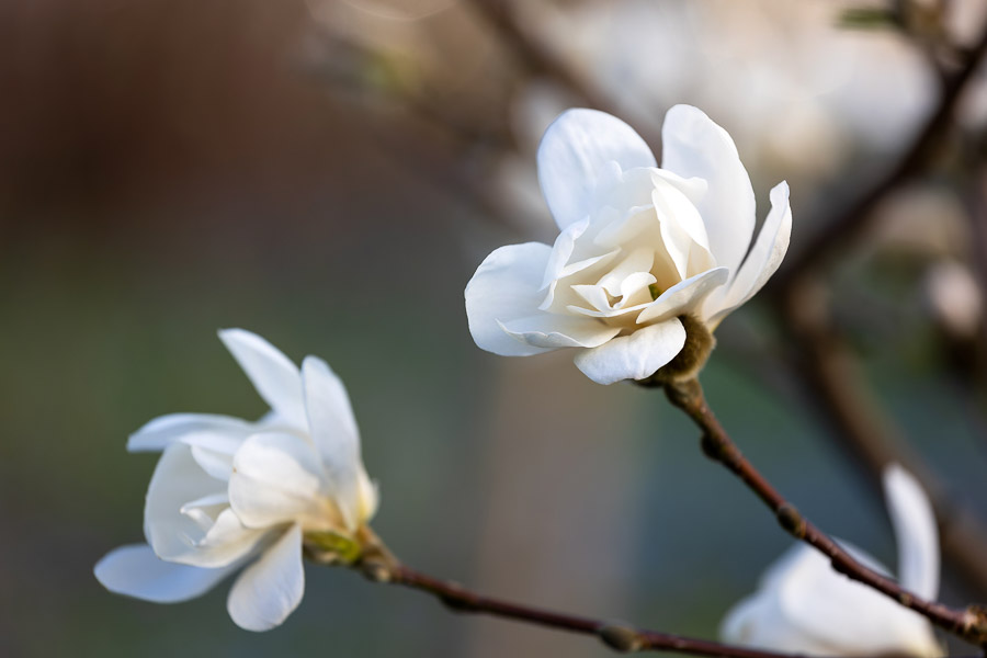 Весна в городе: посмотрите, как зацвёл Ботанический сад (фото)