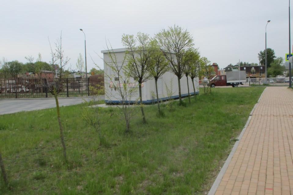 Часть посаженных к ЧМ на Острове «многострадальных робиний» пересадили в парки