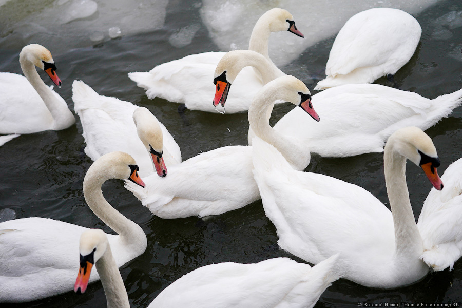 В Калининградском зоопарке рассказали, как помочь птицам