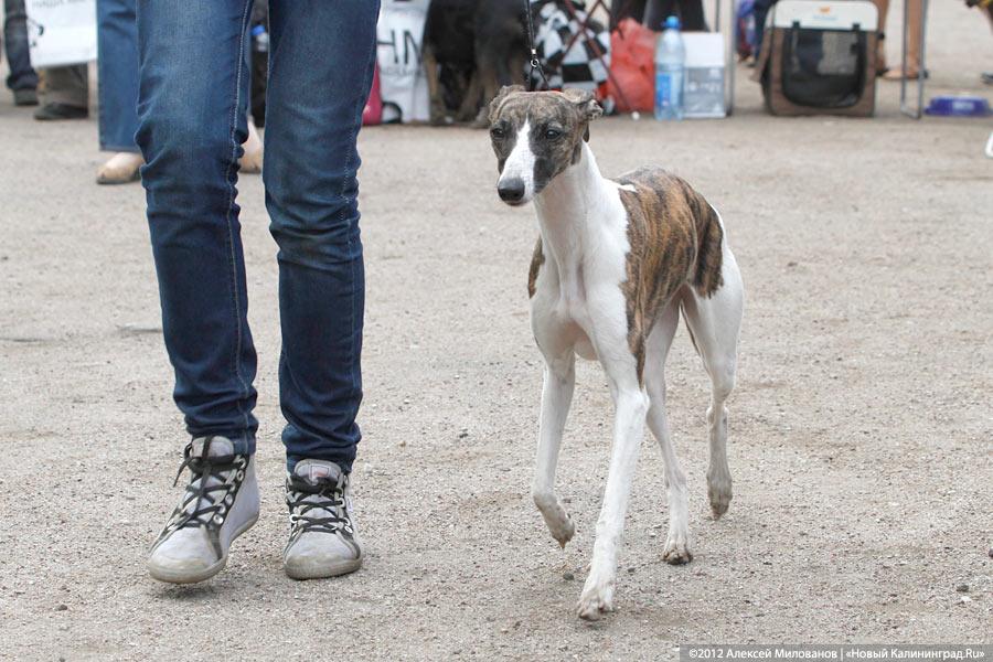 «Чистокровные двортерьеры»: фоторепортаж с выставки собак «Дворянское собрание»