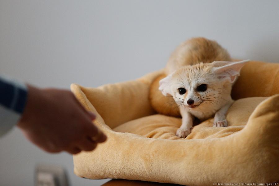 Длинноухое фыр-фыр-фыр: пара фенеков поселилась в Калининграде