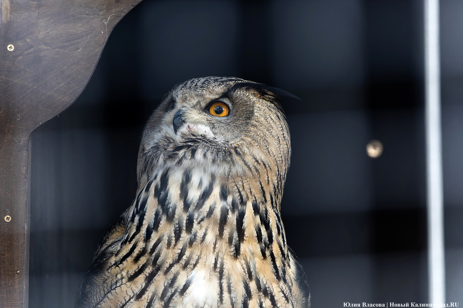 И пух, и перья: как в Калининградском зоопарке отметили День птиц (фото)