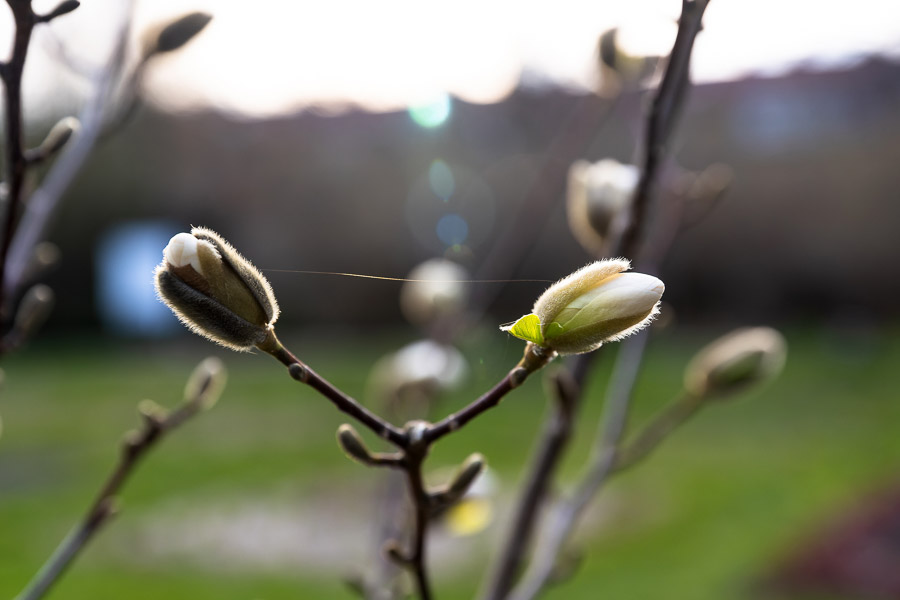 Солнечно и тепло: погода в Калининградской области 14 марта