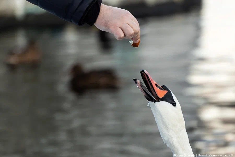 Погода в Калининградской области 4 декабря 