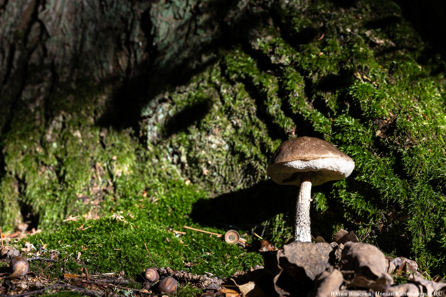 Они пошли: фоторепортаж с открытия «тихой охоты» в Калининградской области (фото)