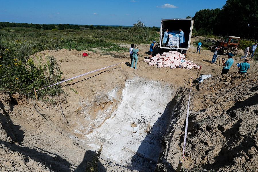 Похороны сала: как под Калининградом санкционную еду уничтожали