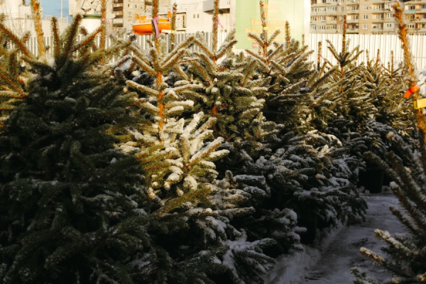 Калининградцев ждут на большом Ёлочном базаре на Портовой