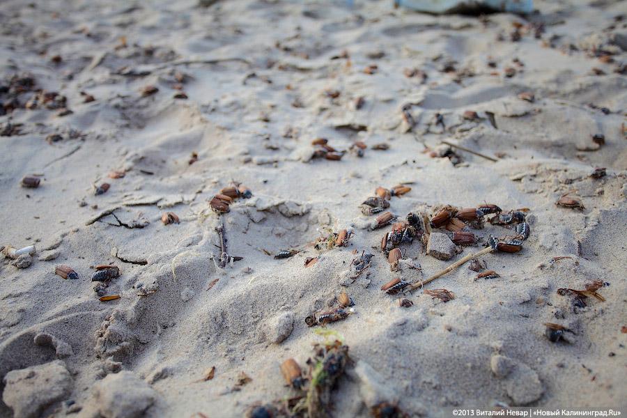 А жук и ныне там: мертвые насекомые разлагаются на побережьях области