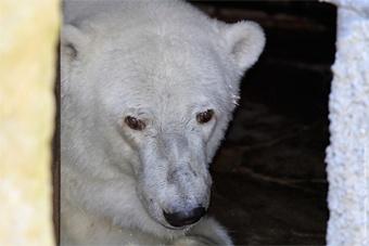 В калининградском зоопарке умерла белая медведица