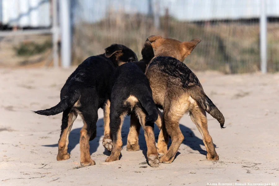 Парк Южный приглашает калининградцев на фестиваль помощи бездомным животным
