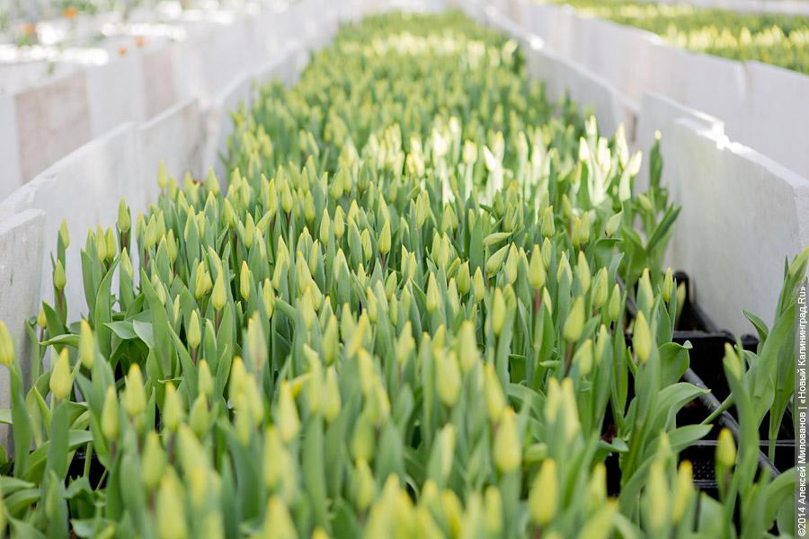 Букет к празднику: в Калинково вырастили 6 миллионов тюльпанов