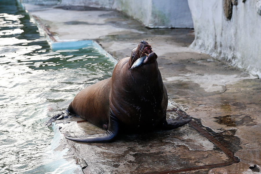 Умершего в калининградском зоопарке сивуча Кима намерены сделать экспонатом ММО