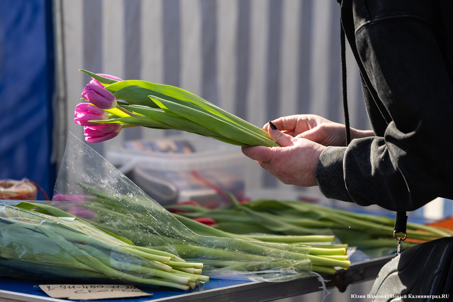 Мимозно-тюльпанный ажиотаж: Калининград накрыла традиционная цветочная лихорадка (фото)