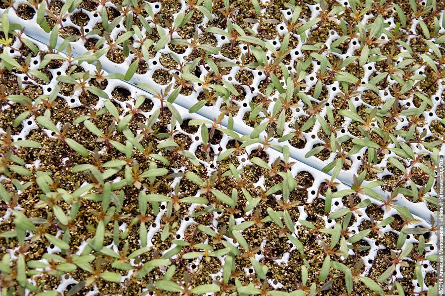 Букет к празднику: в Калинково вырастили 6 миллионов тюльпанов