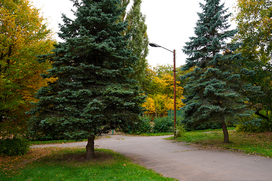 Увидеть в последний раз: осень на стадионе «Спартак», который хотят застроить (фото)