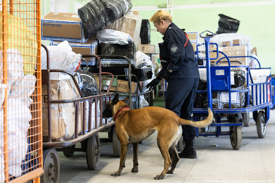 Посылки под контролем: как работает Калининградский почтовый таможенный пост (фото)