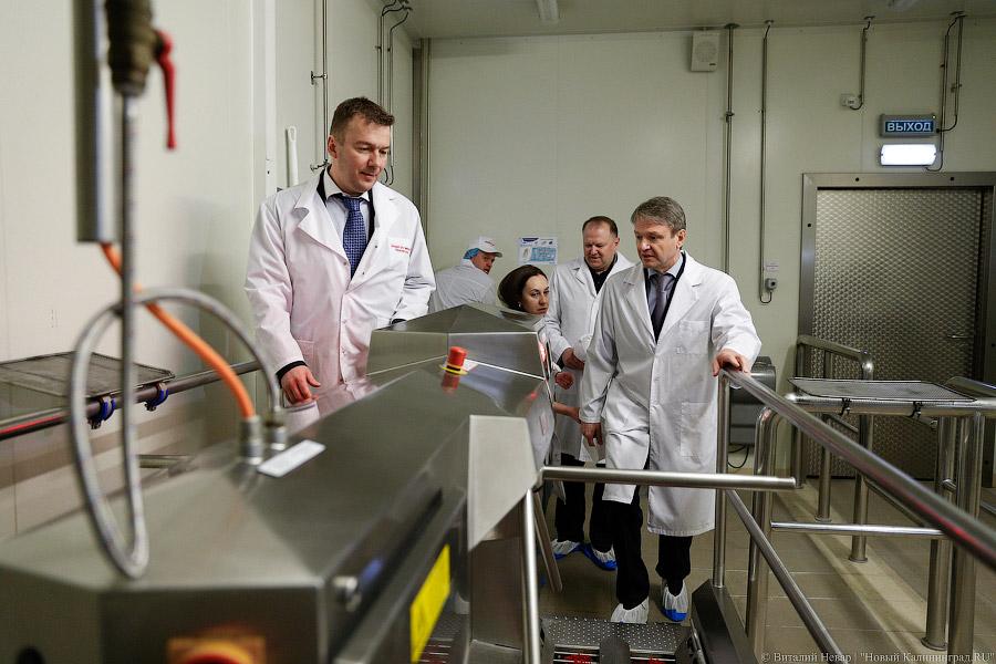 Галопом по котлетам: главе Минсельхоза РФ показали два завода в Калининграде