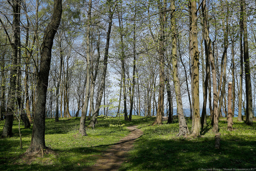 Погода в Калининграде 15 марта