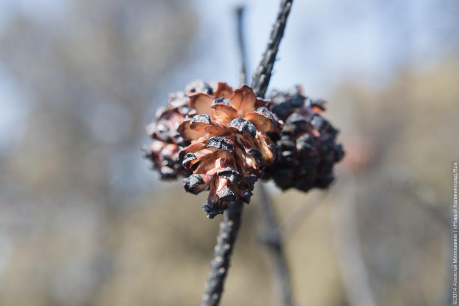 Когда рассеялся дым: после локализации лесного пожара на Куршской косе (фото)