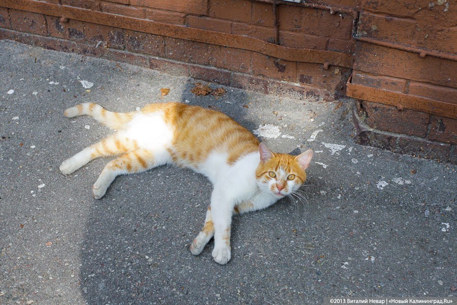 В Зеленоградске отпразднуют «День рождения зеленоградского кота»