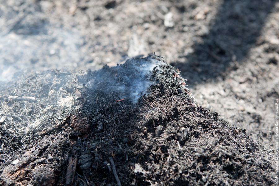 Когда рассеялся дым: после локализации лесного пожара на Куршской косе (фото)