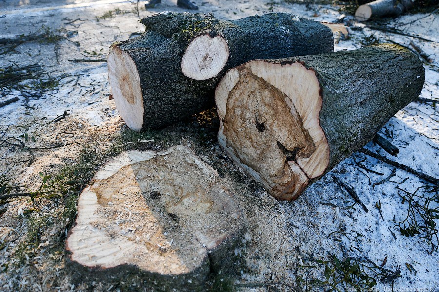 Мэрия Калининграда признала проблему компенсационного озеленения 