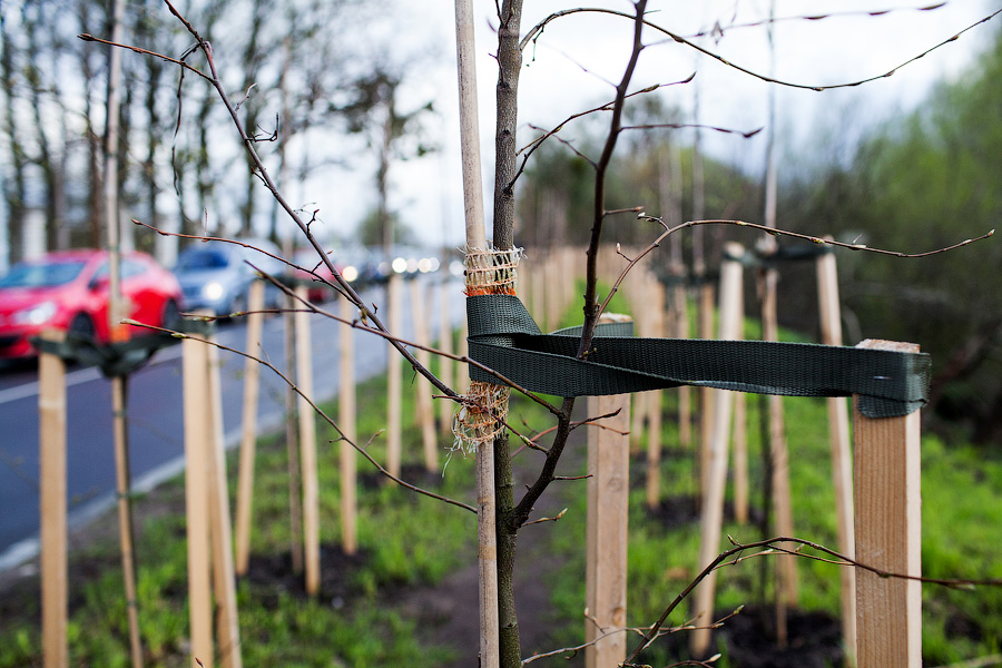 Горвласти назвали адреса высадки почти 2 тыс. саженцев