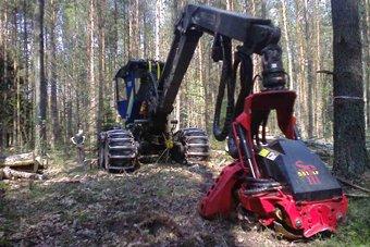 Лесное агентство расторгает договор с вырубавшей Роминтенскую пущу компанией