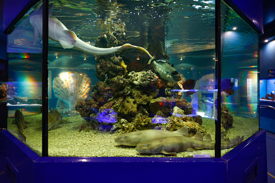 Baby Shark: в Музее Мирового океана родились «акулята-котята» (фото)