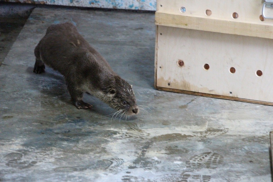 В Калининградский зоопарк привезли друга выдре Карибо (фото)