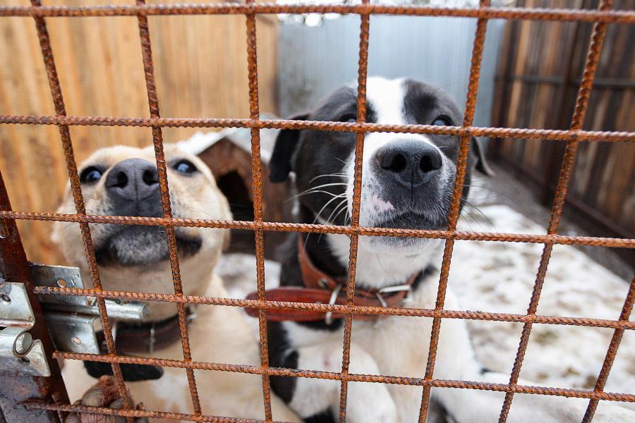 «Некуда девать»: как выглядит изнутри приют для бездомных животных