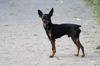 В Калининградской области зарегистрирован случай бешенства у собаки
