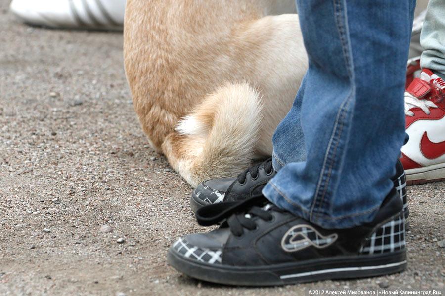 «Чистокровные двортерьеры»: фоторепортаж с выставки собак «Дворянское собрание»