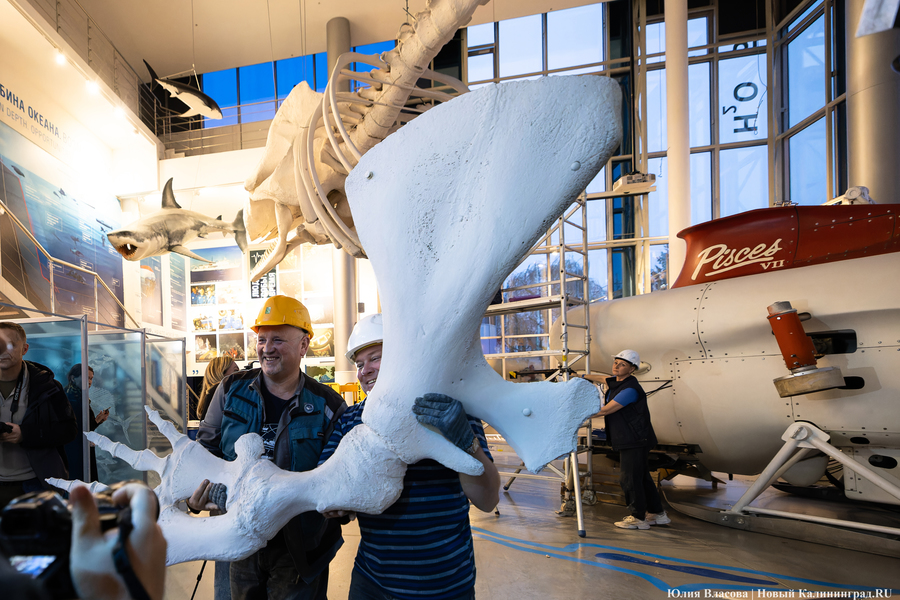 Первый «обитатель» «Планеты Океан»: скелет кашалота переезжает из «Глубины» (фото)