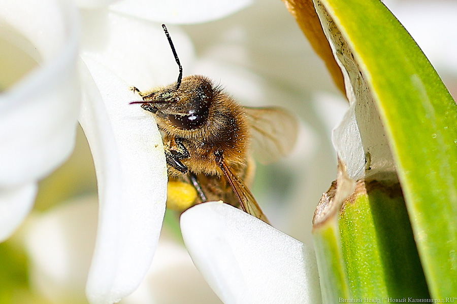 Тот, кто любит цветы: в Калининграде цветёт Ботанический сад (фото)