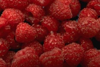 Польша благодаря доплатам ЕС стала мировым лидером в производстве малины