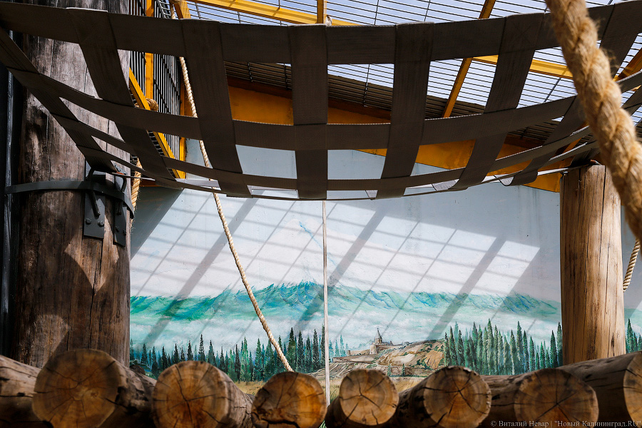 За стеклом: как живется в вольере для орангутанов Калининградского зоопарка