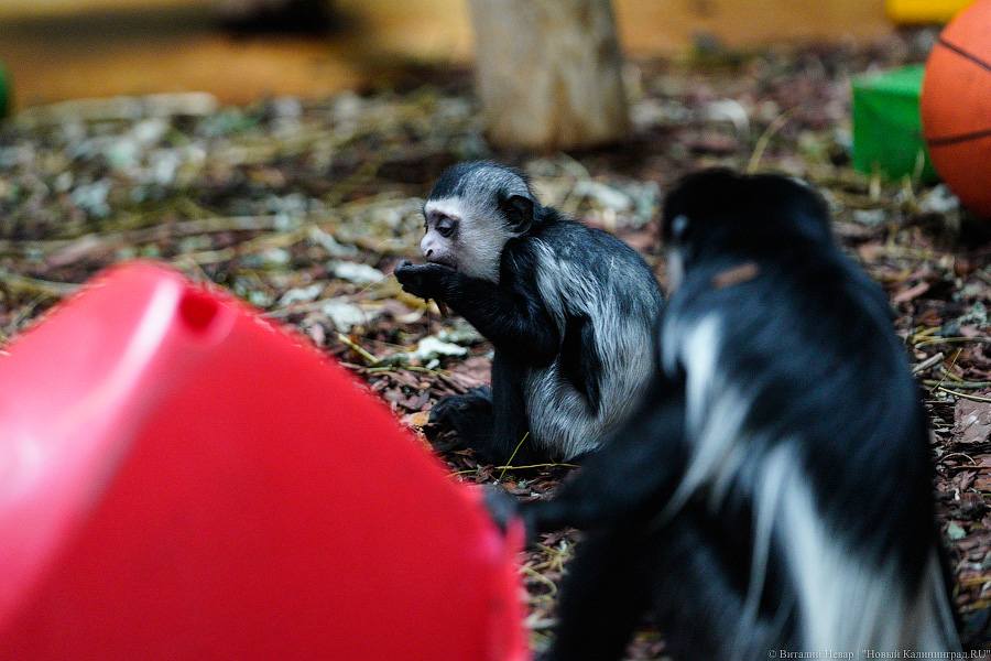 Принц Датский: как орангутан Антон обустроился в Калининградском зоопарке (фото)