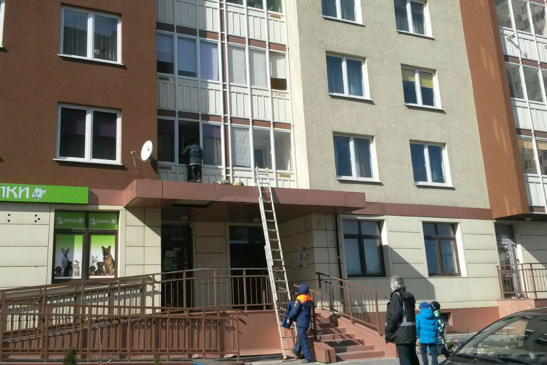 Взбесившаяся кошка загнала калининградцев на лоджию