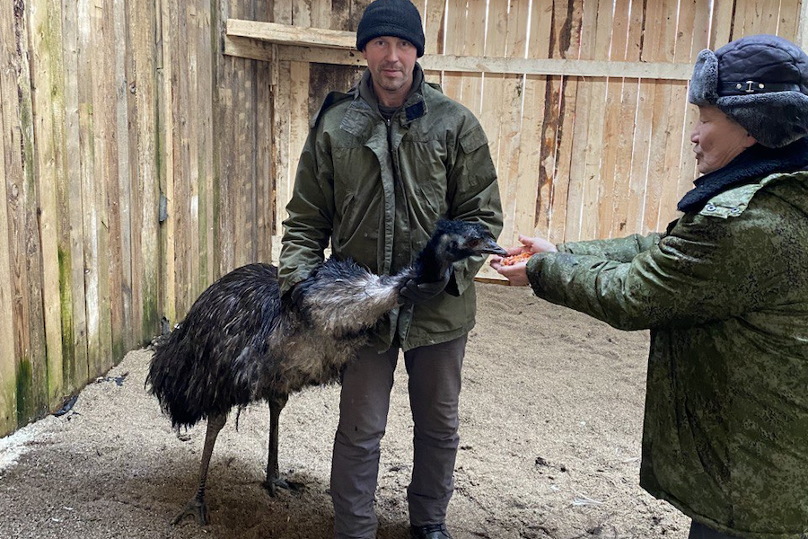 В парке Гурьевска закрывают мини-зоопарк. Часть животных переехала в Славский район