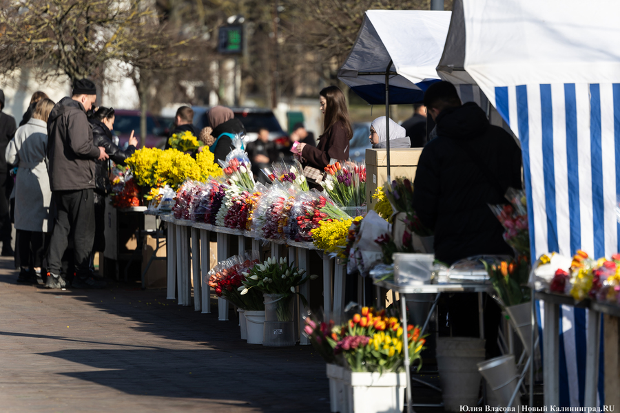 Кругом мимозы и тюльпаны: как выглядят улицы Калининграда 8 марта (фото)