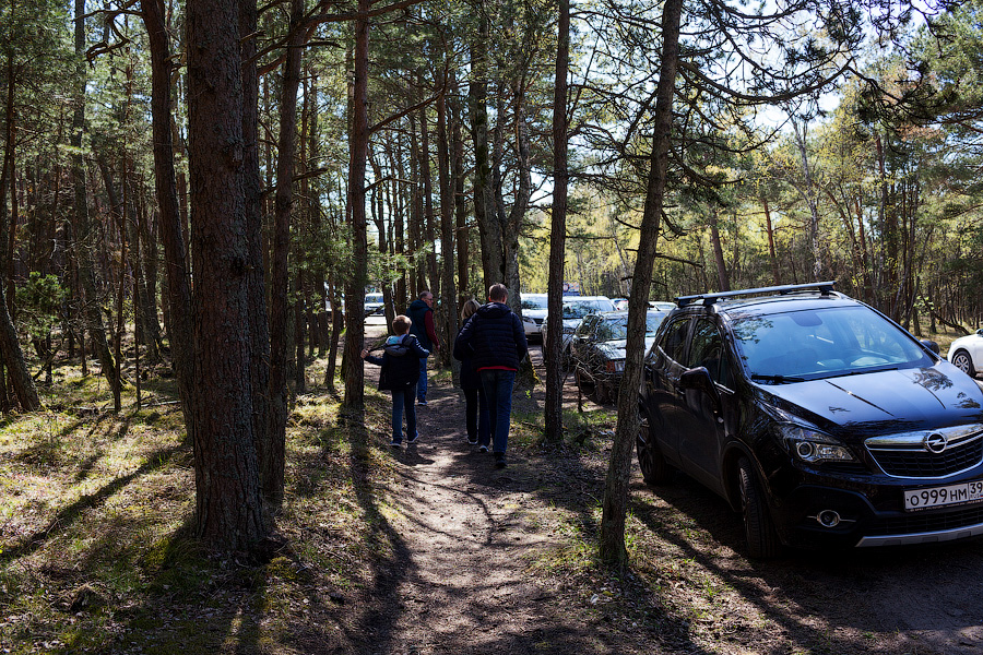 «Надо что-то делать, это нереально»: Куршская коса едва справляется с турпотоком