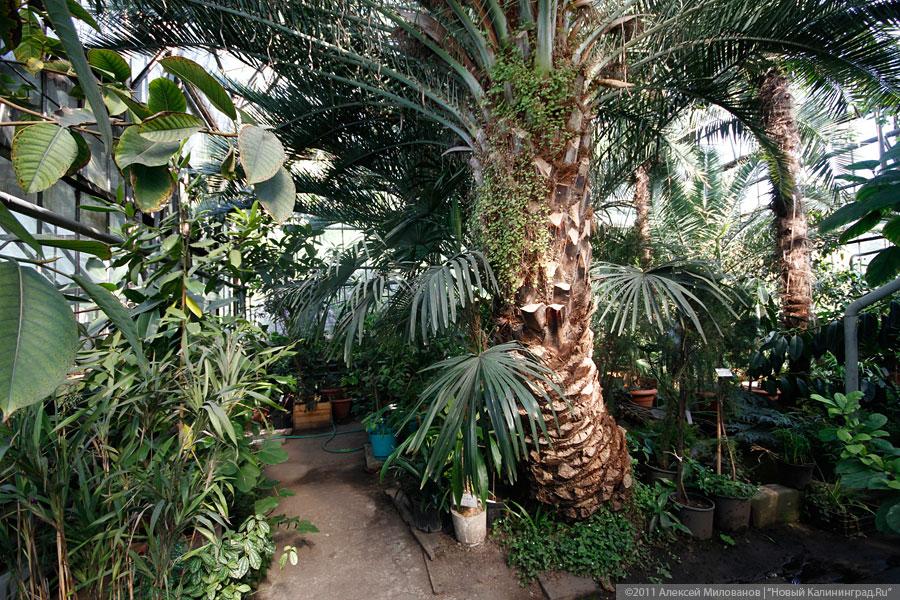 "Самая зеленая зона": фоторепортаж "Нового Калининграда.Ru"