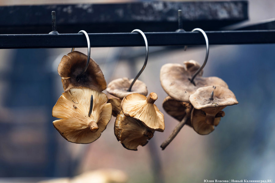 «Дружить ряпушками»: в Роминтской пуще прошёл рыбный фестиваль с карельскими корнями (фото)