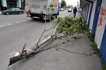 Сломанные штормом ветки лежат на тротуарах уже больше недели
