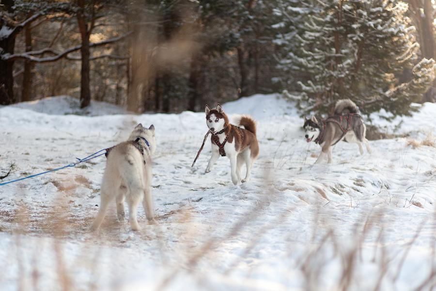 «Сказки о хаски»: фоторепортаж с тренировки ездовых собак и интервью с владельцами