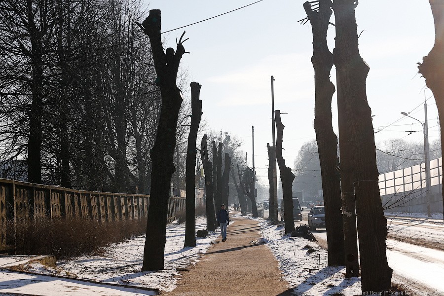 Шумилин: при прежнем вице-мэре «сенокоса с деревьями» в Калининграде не было
