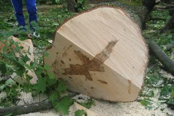 Житель Зеленоградского района срубил незаконно деревья перед своим окнами
